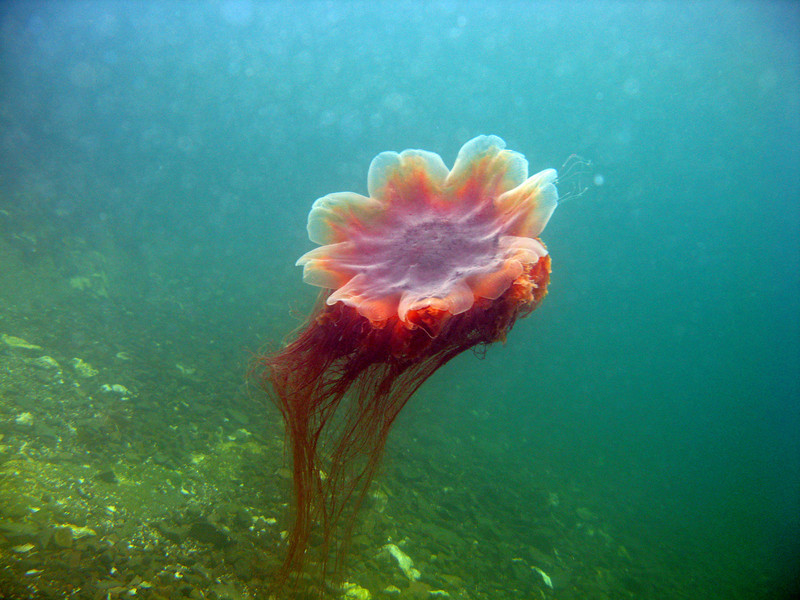 Lion Mane Jellyfish